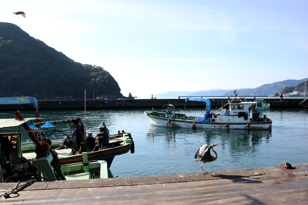 須崎地区港の風景